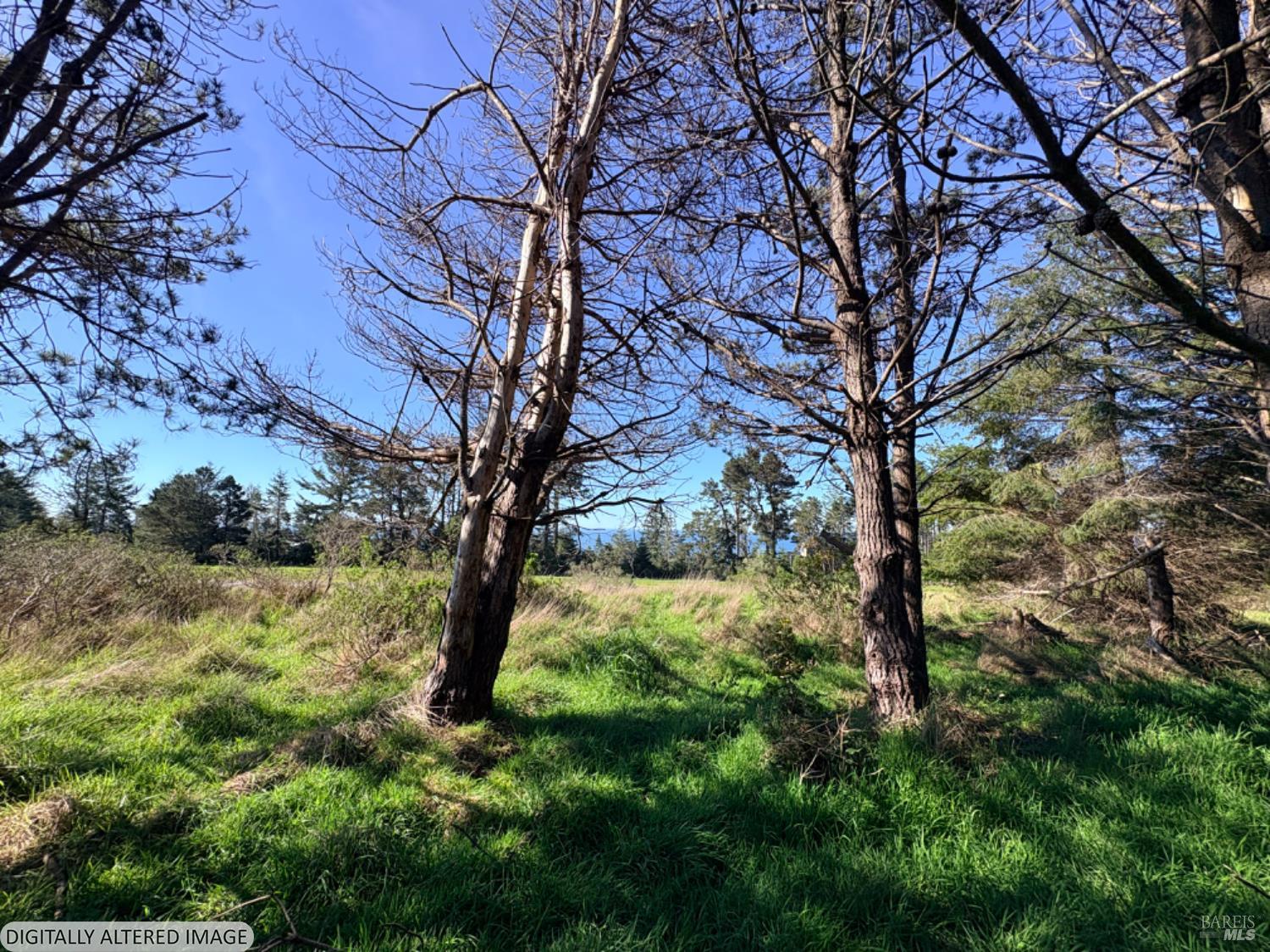 36359 Timber Ridge Road The Sea Ranch, CA 95497 - Photo 3 of 41 a view of a trees in a yard