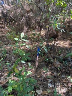 36359 Timber Ridge Road The Sea Ranch, CA 95497 - Photo 32 of 41 a backyard of a house with lots of trees