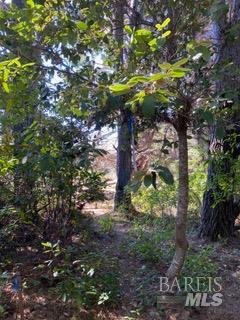 36359 Timber Ridge Road The Sea Ranch, CA 95497 - Photo 34 of 41 a view of a tree