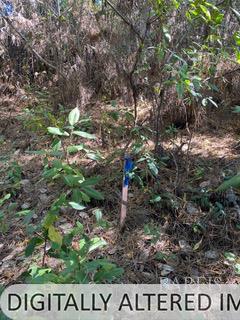36359 Timber Ridge Road The Sea Ranch, CA 95497 - Photo 35 of 41 a view of tree