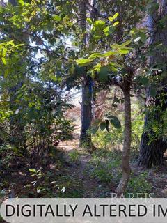 36359 Timber Ridge Road The Sea Ranch, CA 95497 - Photo 37 of 41 a view of a tree with lots of tree