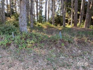 36359 Timber Ridge Road The Sea Ranch, CA 95497 - Photo 8 of 41 a view of a yard with plants and trees