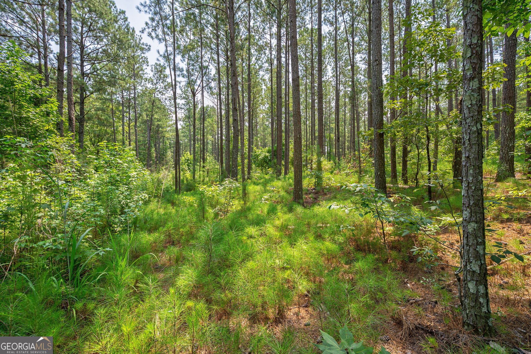 0 Jabez Poyner Road Carlton, GA 30627 - Photo 13 of 25 Gallery Image 13