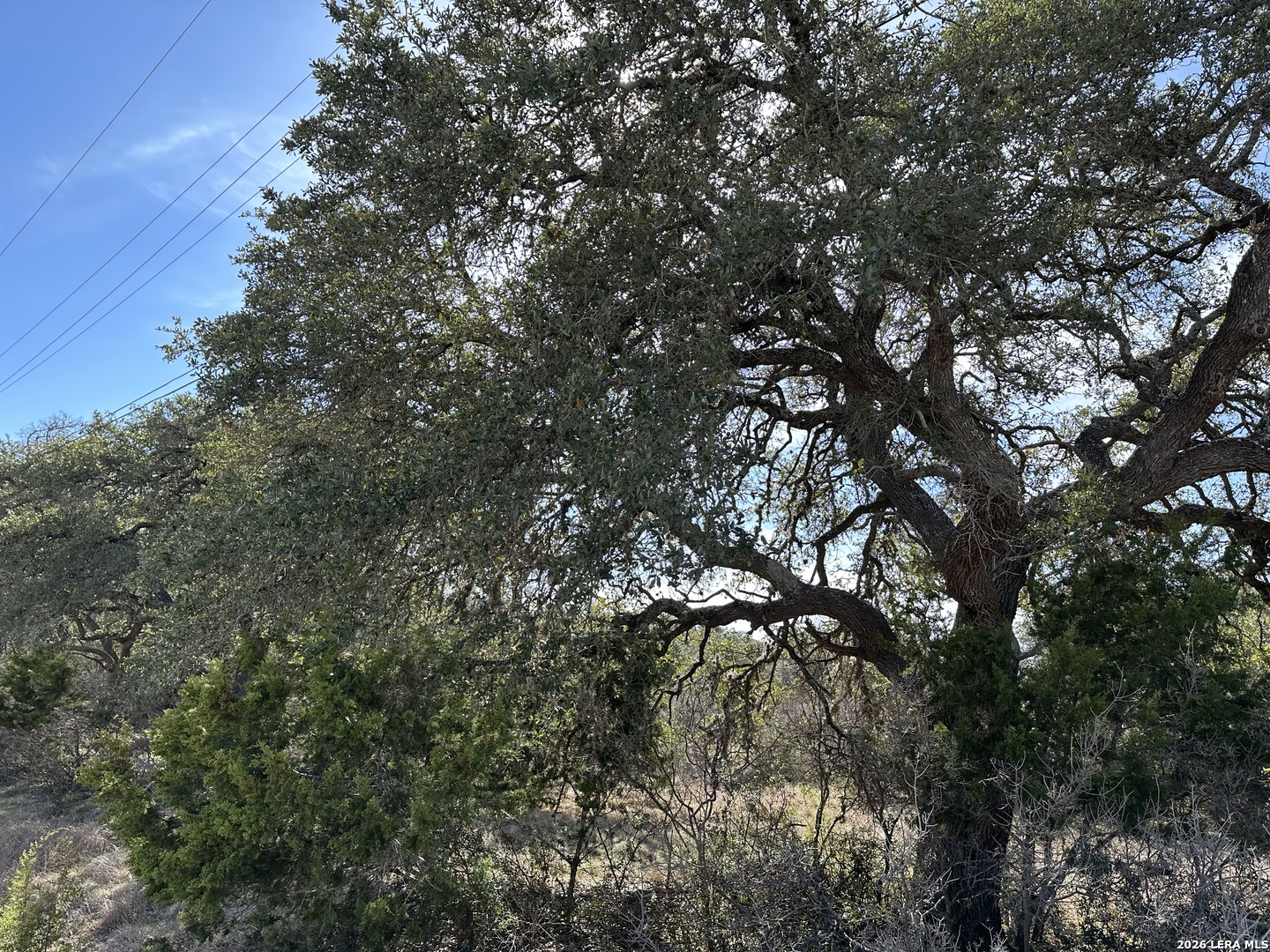 116 Ephram Mclane Blanco, TX 78606 - Photo 4 of 16 a view of tree