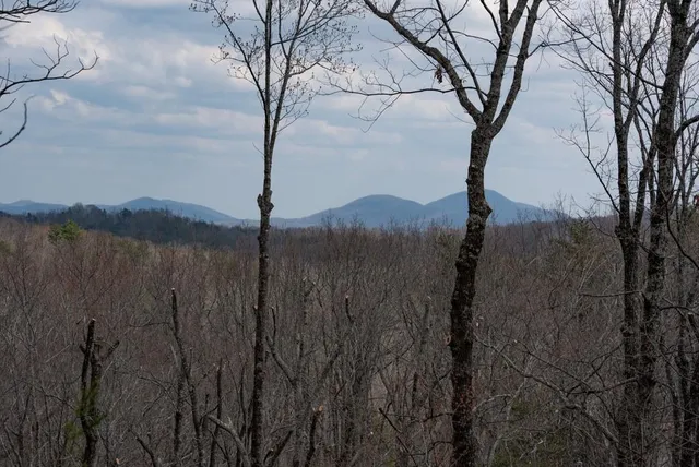 a view of a lake with a tree in the background