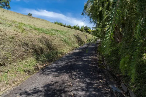 a view of a yard with a tree