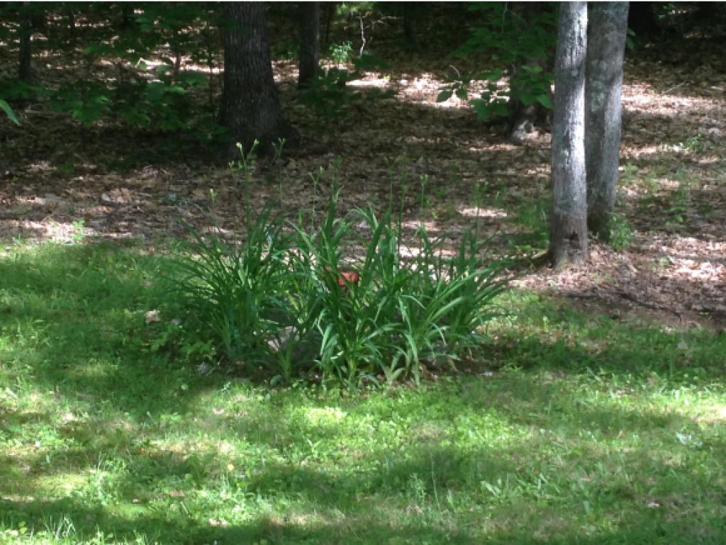 93 Willey Road Wakefield, NH 03872 - Photo 14 of 19 Gallery Image 14
