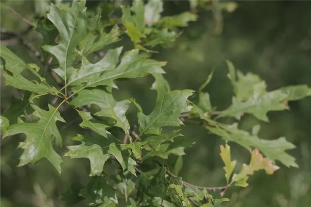 $319,000 | 0 East Veteran Road, Milo, MO 64767