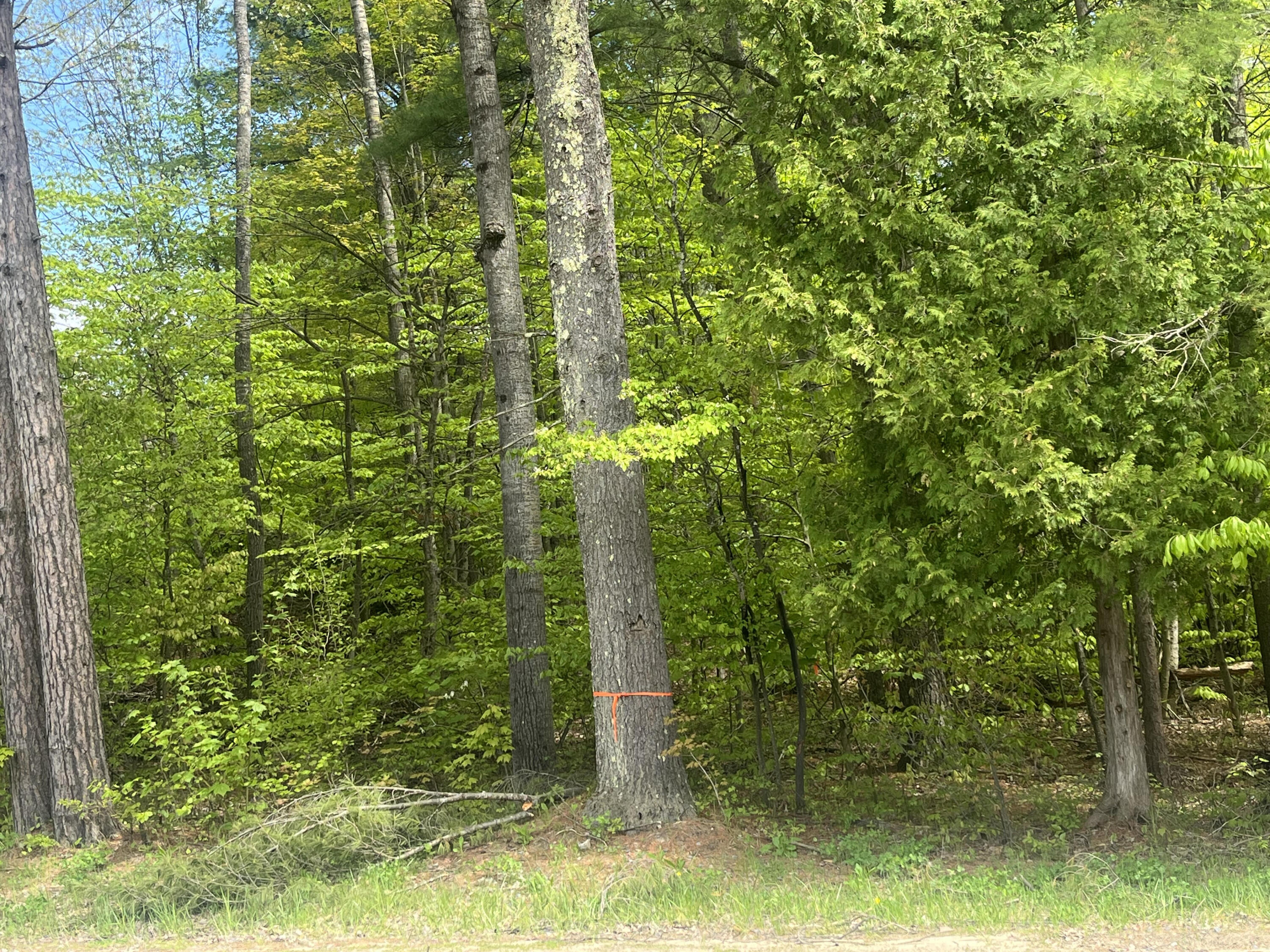 0 Trudeau Road Cadyville, NY 12918 - Photo 2 of 2 Gallery Image 2