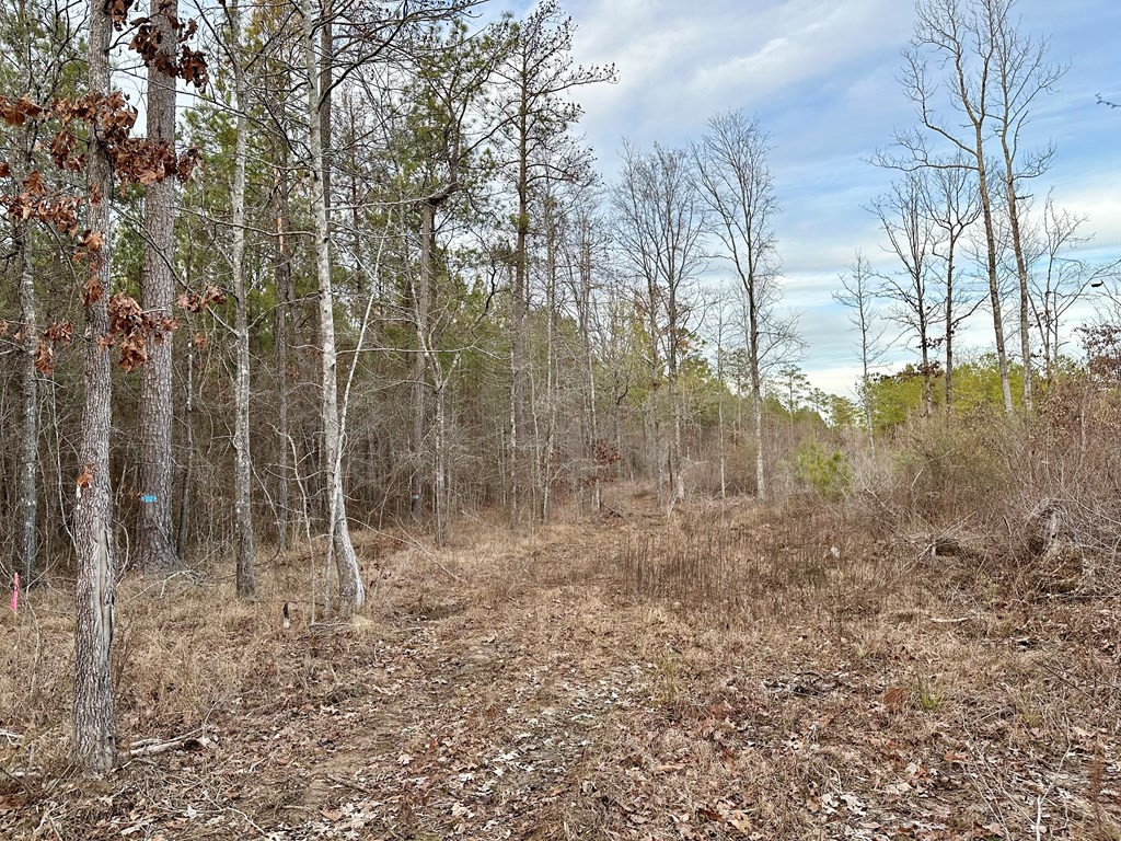 Tbd Bahalia Road Northeast Wesson, MS 39191 - Photo 18 of 30 Photo 18