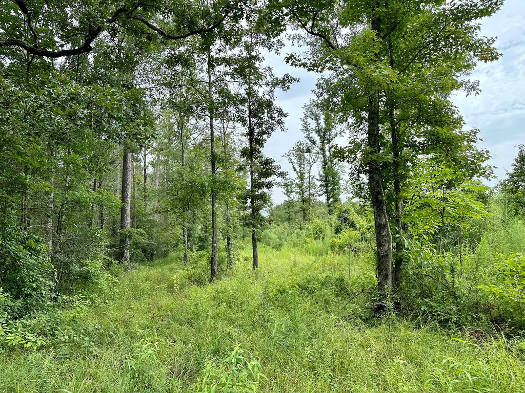 Tbd Bahalia Road Northeast Wesson, MS 39191 - Photo 19 of 30 Photo 19