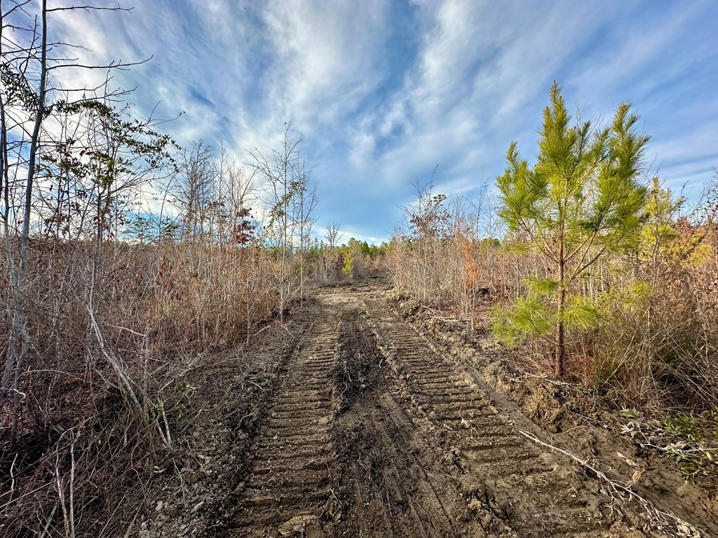 Tbd Bahalia Road Northeast Wesson, MS 39191 - Photo 20 of 30 Photo 20