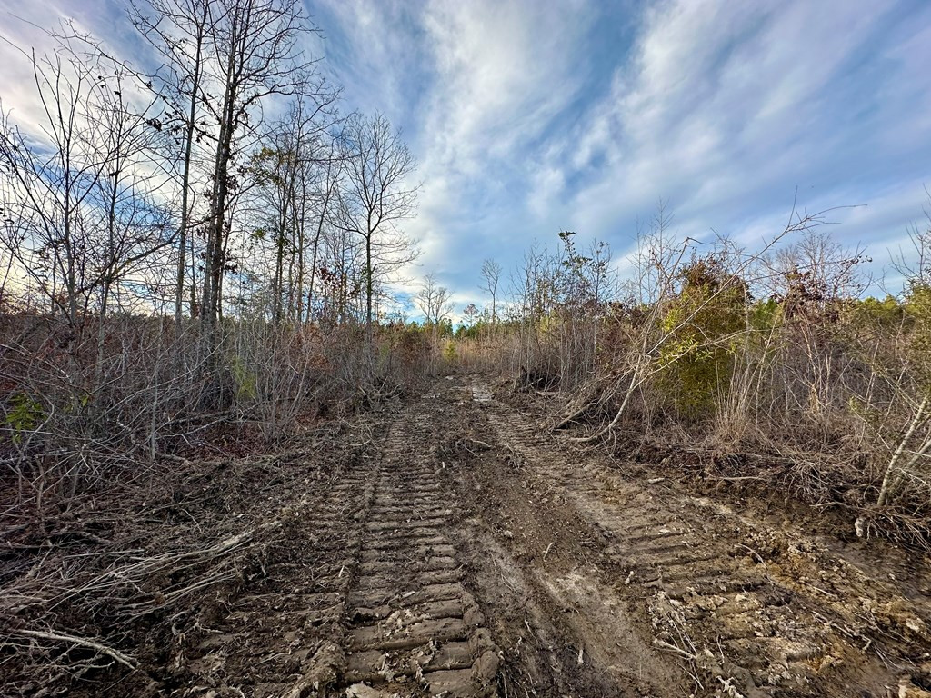 Tbd Bahalia Road Northeast Wesson, MS 39191 - Photo 21 of 30 Photo 21