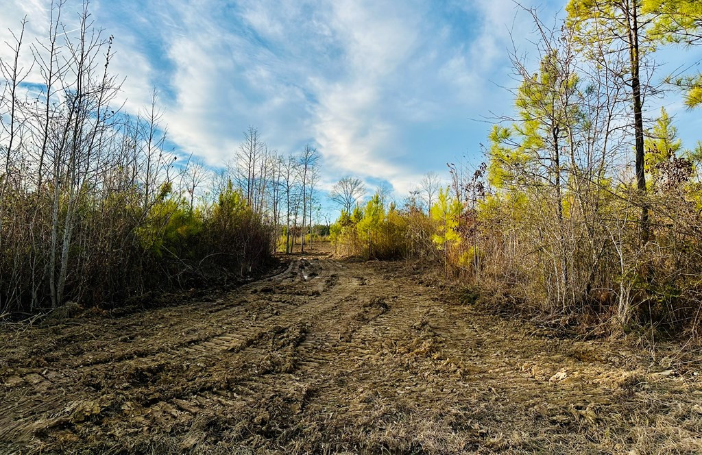 Tbd Bahalia Road Northeast Wesson, MS 39191 - Photo 24 of 30 Photo 24