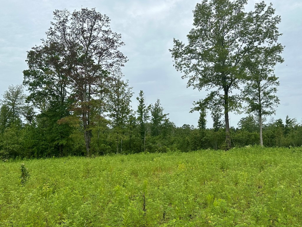 Tbd Bahalia Road Northeast Wesson, MS 39191 - Photo 25 of 30 Photo 25