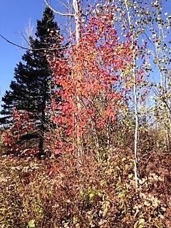 Friski Road Lachine, MI 49753 - Photo 16 of 29 Gallery Image 16