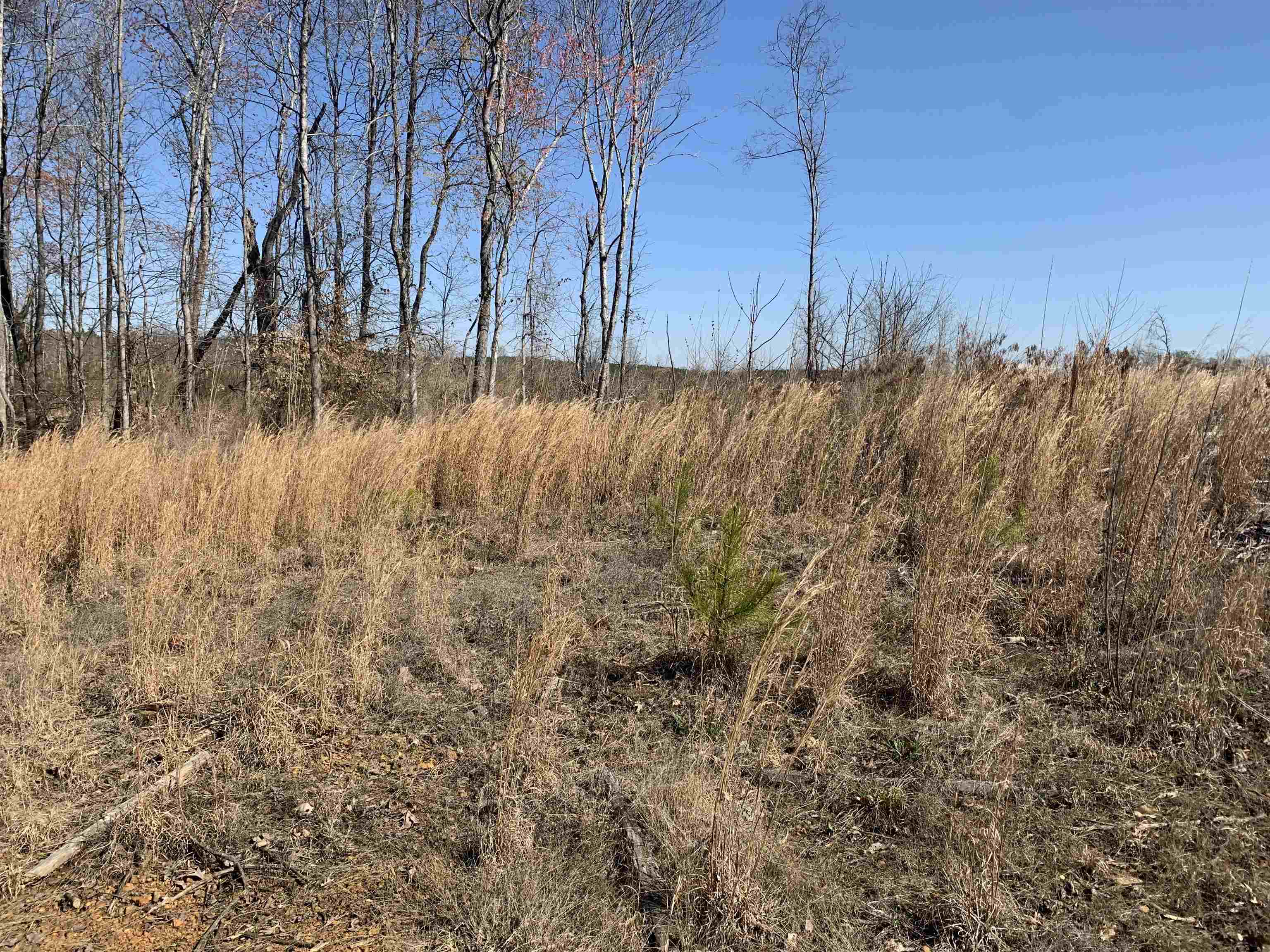 Pine Ridge Lane Adamsville, TN 38310 - Photo 5 of 13 a view of a yard