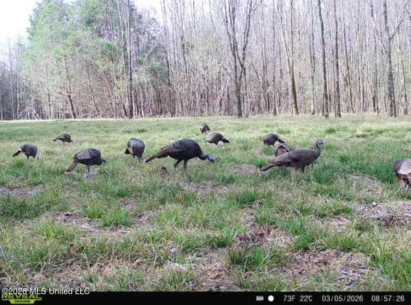$150,000 | 6 Forest Service Road 562, Pulaski, MS 39152