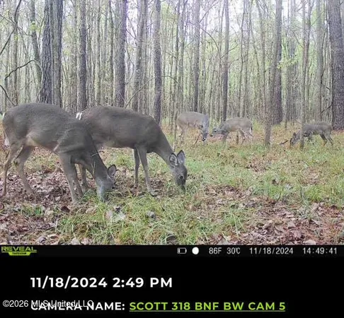 $150,000 | 6 Forest Service Road 562, Pulaski, MS 39152