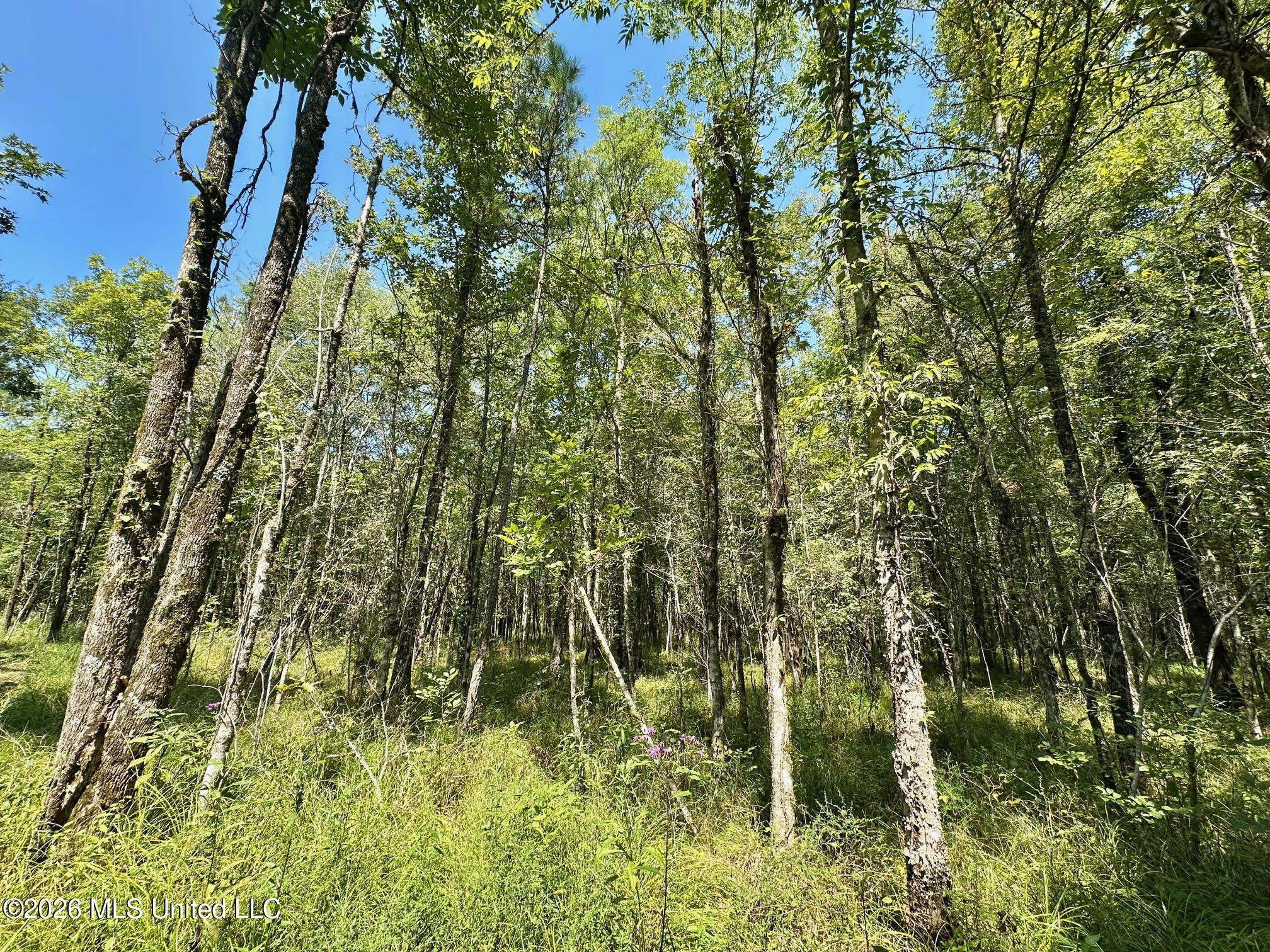6 Forest Service Road 562 Pulaski, MS 39152 - Photo 6 of 18 221