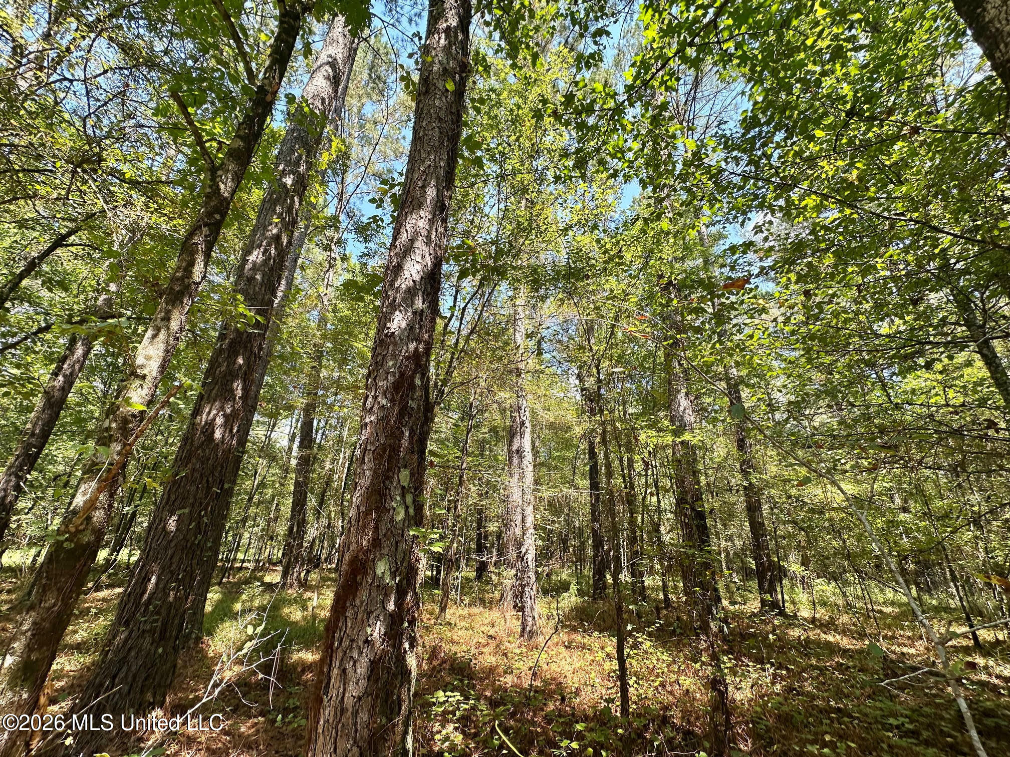 6 Forest Service Road 562 Pulaski, MS 39152 - Photo 9 of 18 235