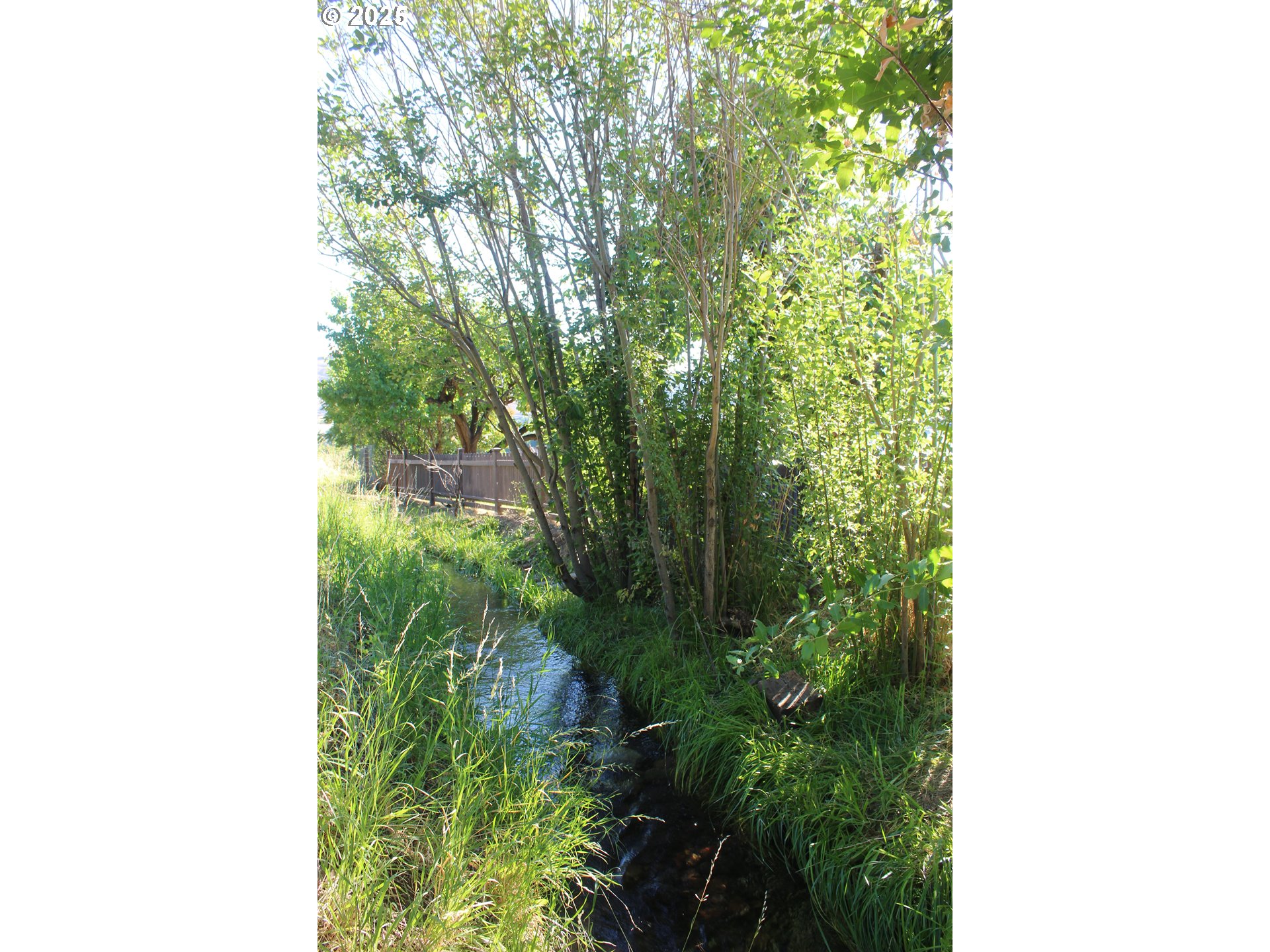 43580 Old Foothill Road Richland, OR 97870 - Photo 28 of 33 a close up of a plant in a garden