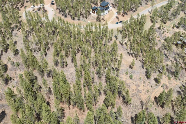 a close up of a plant