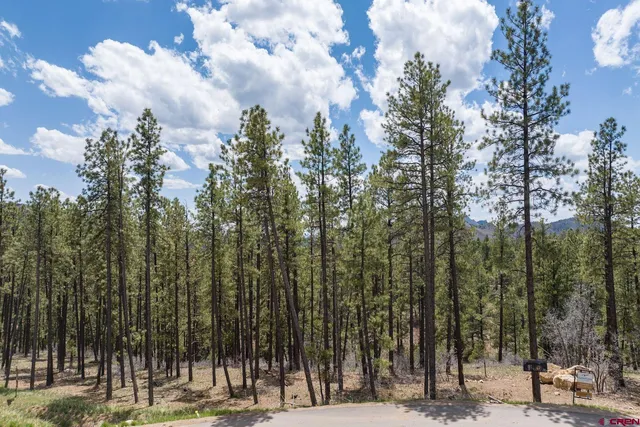 a view of a yard with lots of palm trees