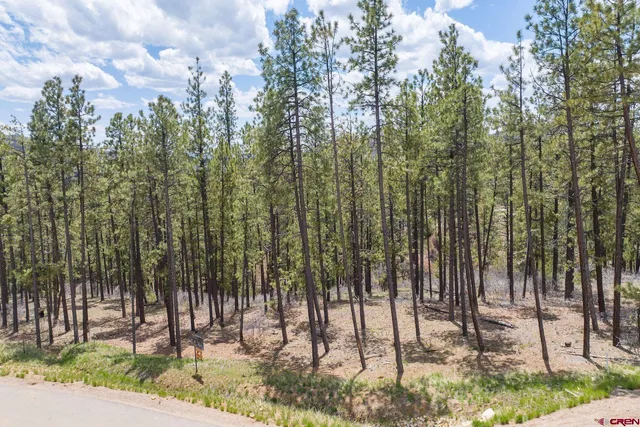 a view of a forest with a tree