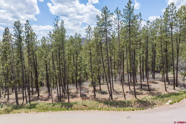 a park view with large trees