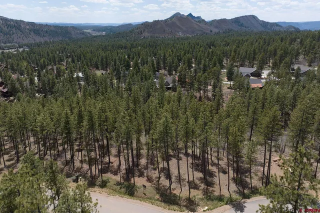 a view of a forest with a street