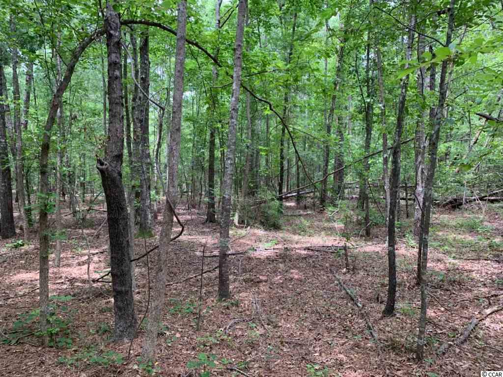 Tbd Tbd Old Santee Road Greeleyville, SC 29056 - Photo 3 of 6 Gallery Image 3