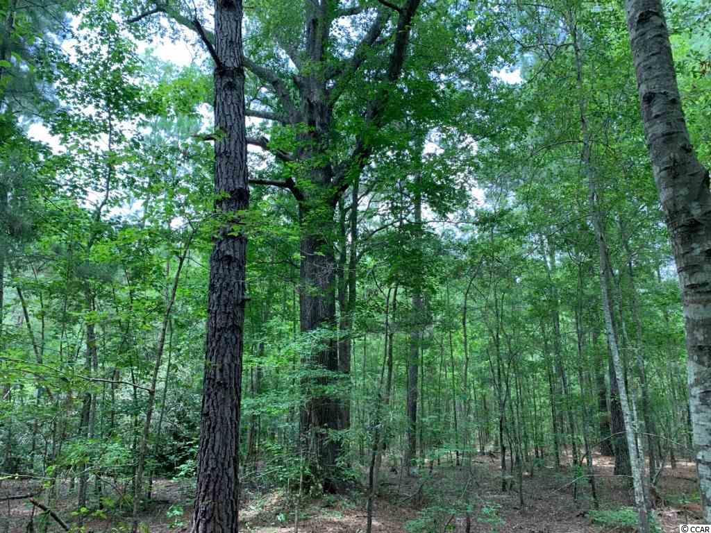 Tbd Tbd Old Santee Road Greeleyville, SC 29056 - Photo 4 of 6 Gallery Image 4