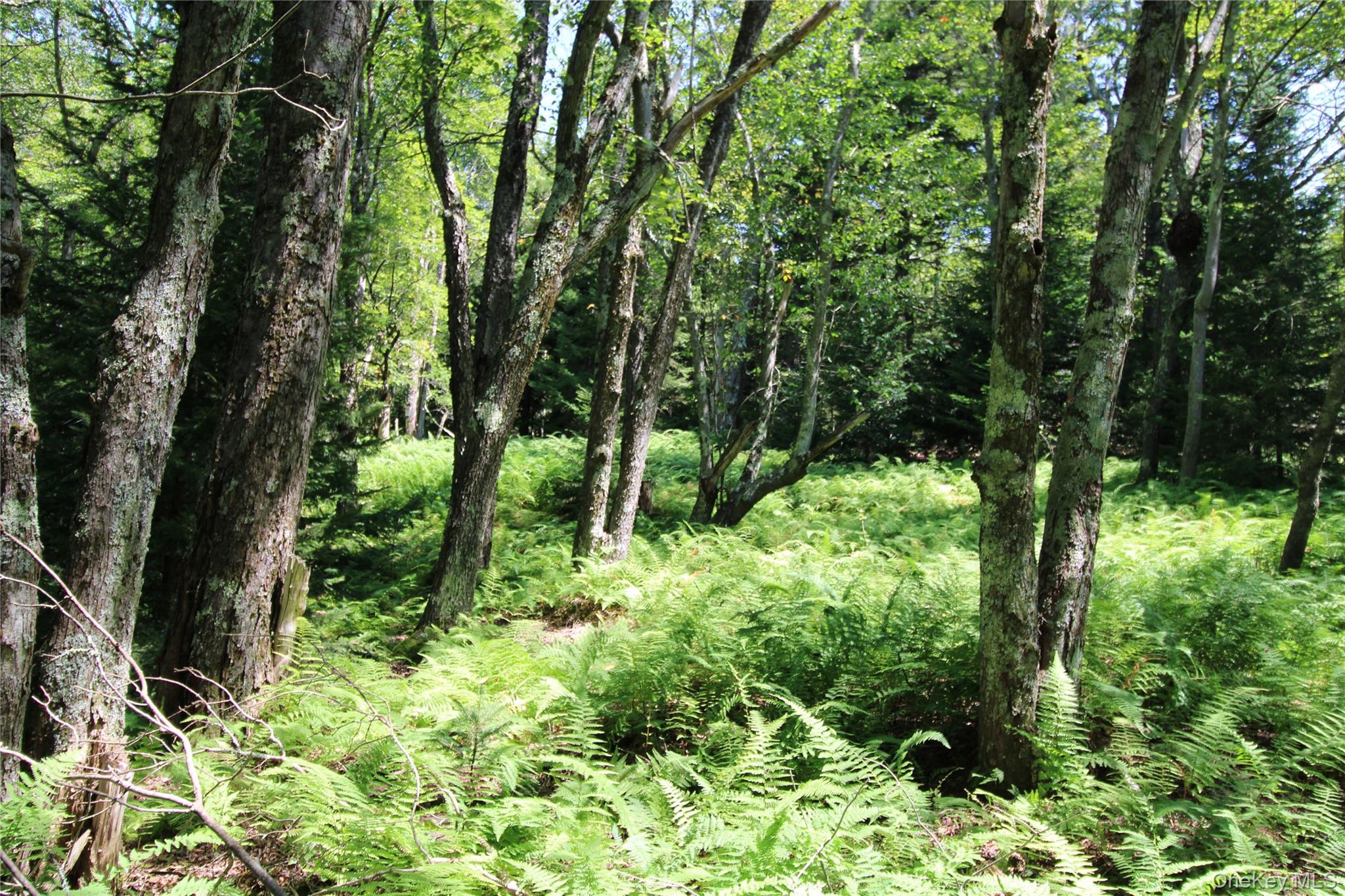 834 Cooley Road Parksville, NY 12768 - Photo 17 of 28 a view of outdoor space and trees all around