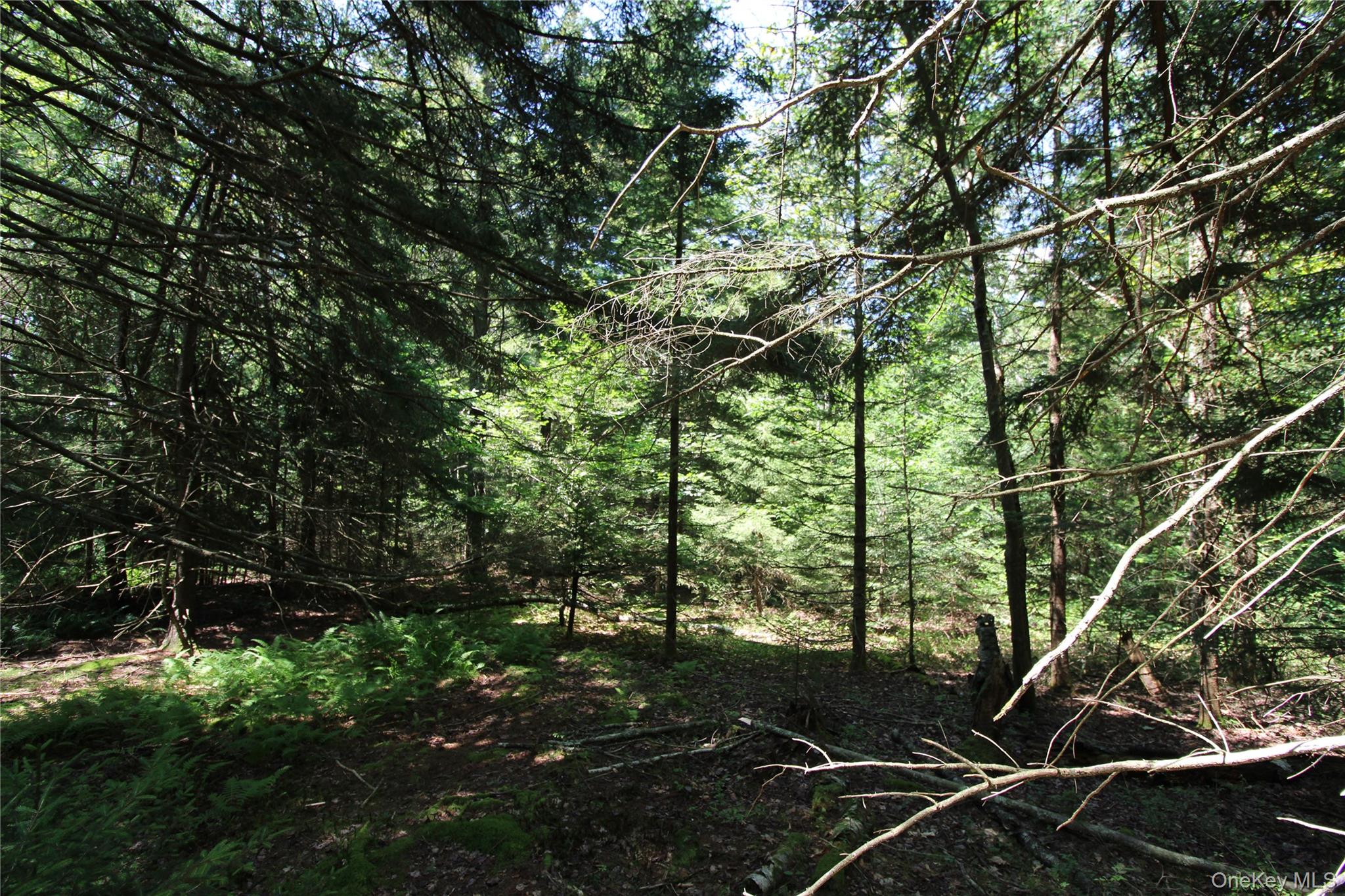 834 Cooley Road Parksville, NY 12768 - Photo 18 of 28 a backyard of a house with lots of green space