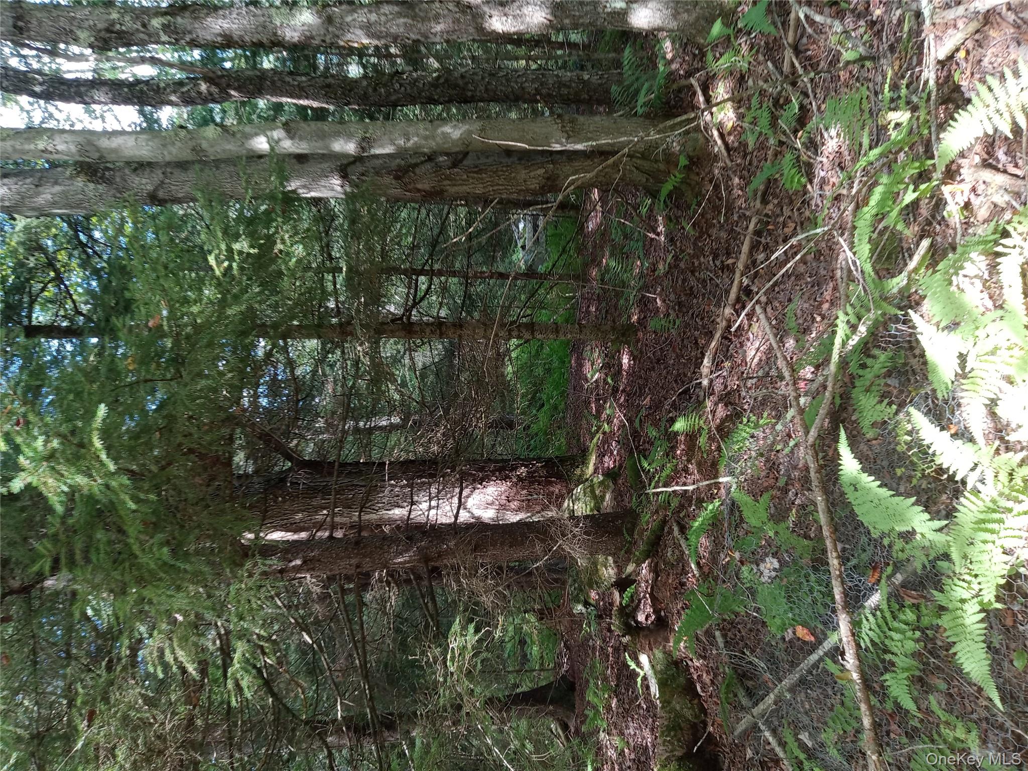 834 Cooley Road Parksville, NY 12768 - Photo 24 of 28 a backyard of a house with lots of green space