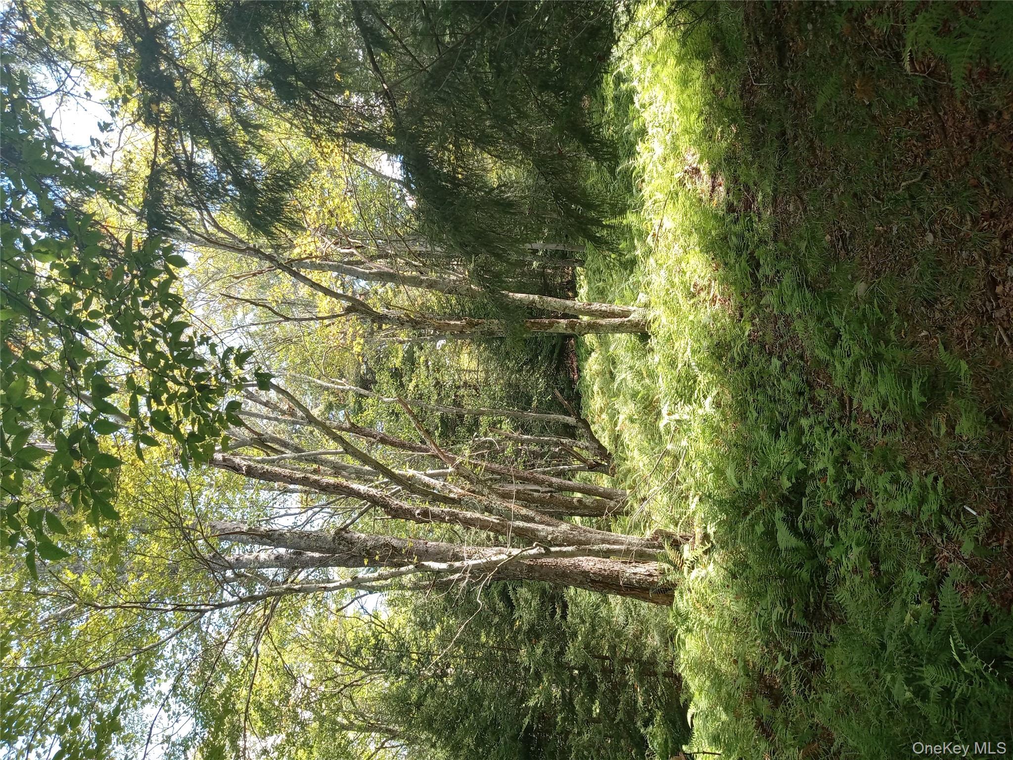834 Cooley Road Parksville, NY 12768 - Photo 25 of 28 a backyard of a house with lots of green space