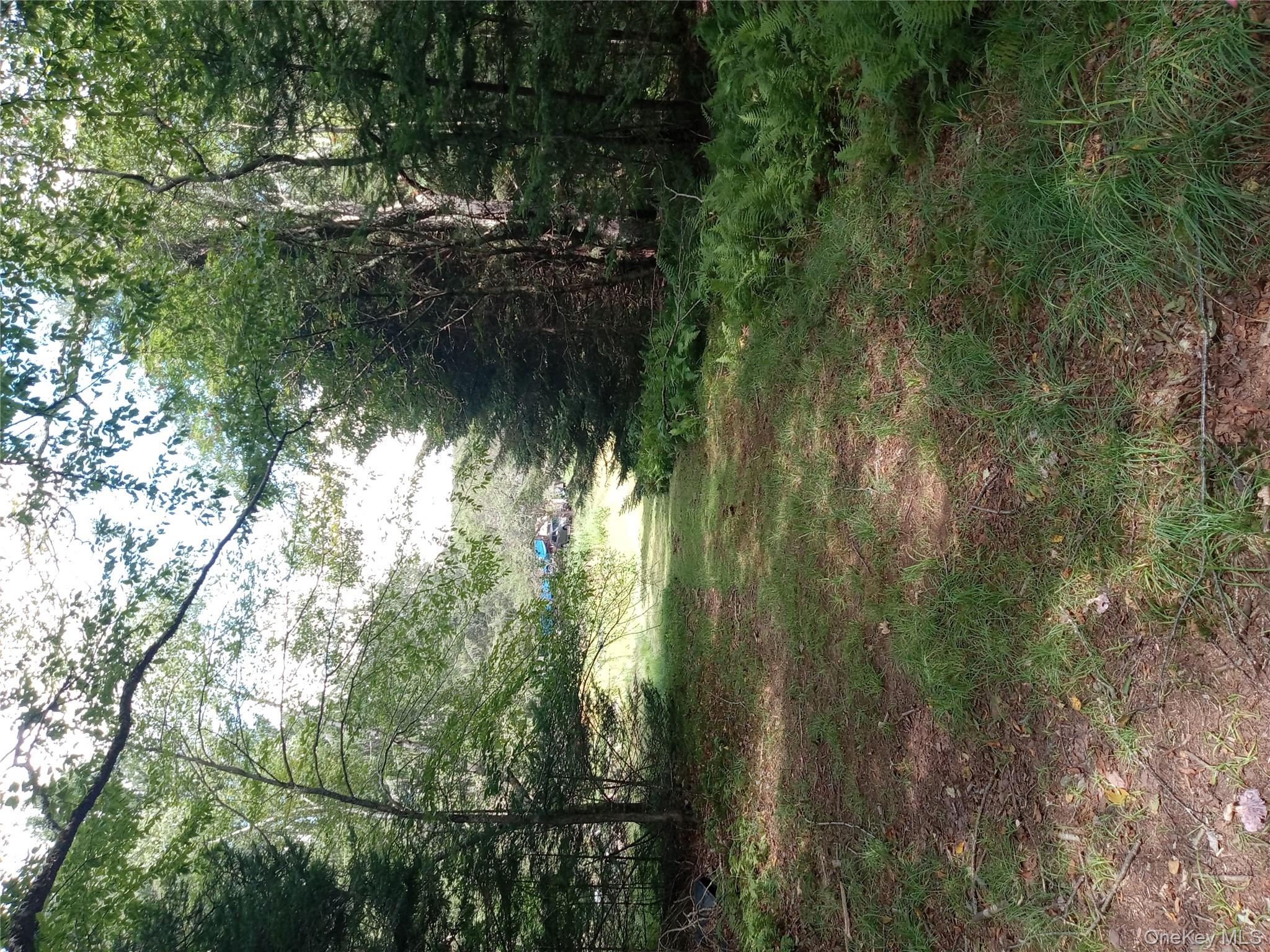 834 Cooley Road Parksville, NY 12768 - Photo 26 of 28 a view of a yard with a tree