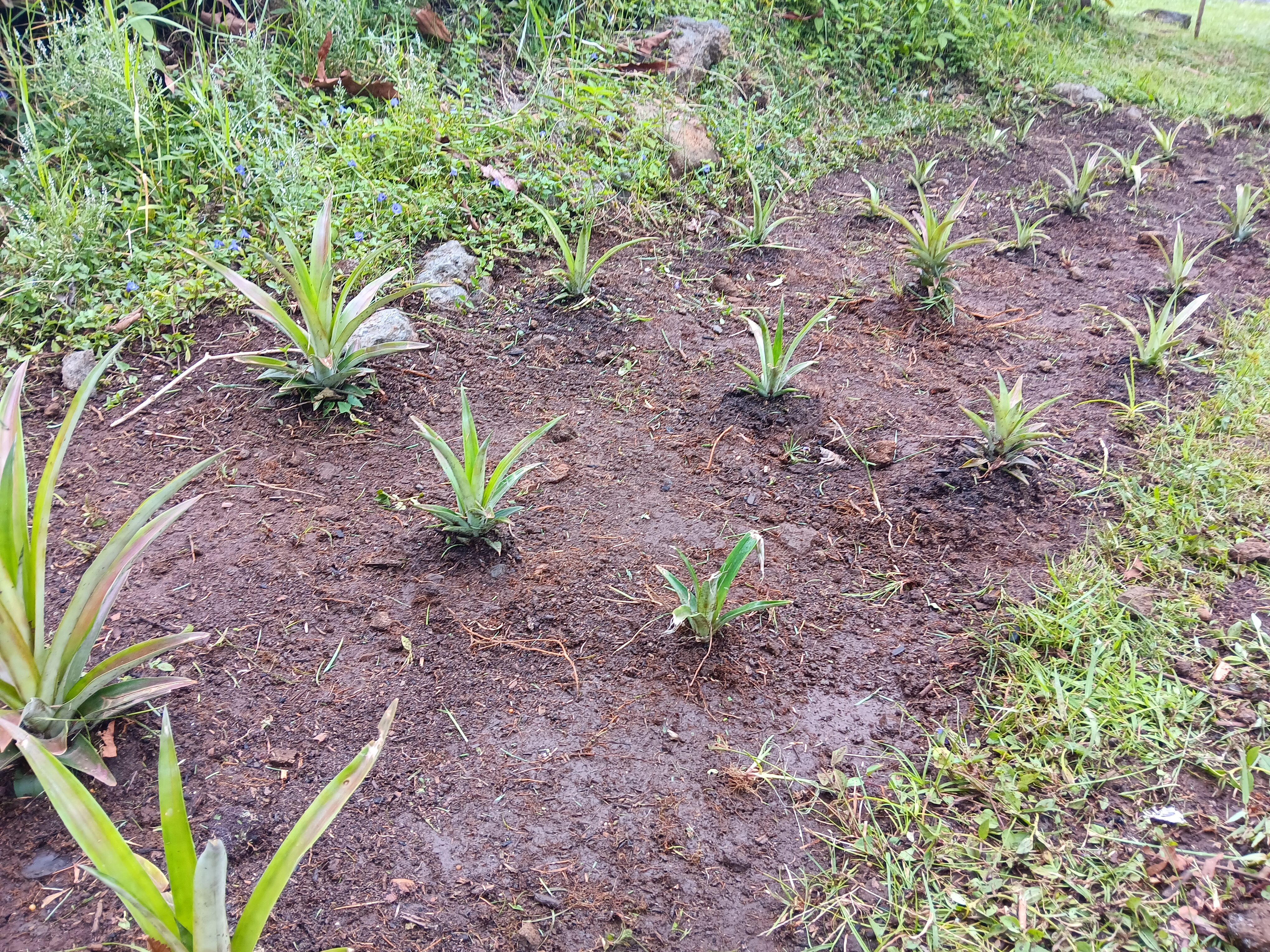 18-7856 Ekika Road Mountain View, HI 96771 - Photo 3 of 7 a view of yard