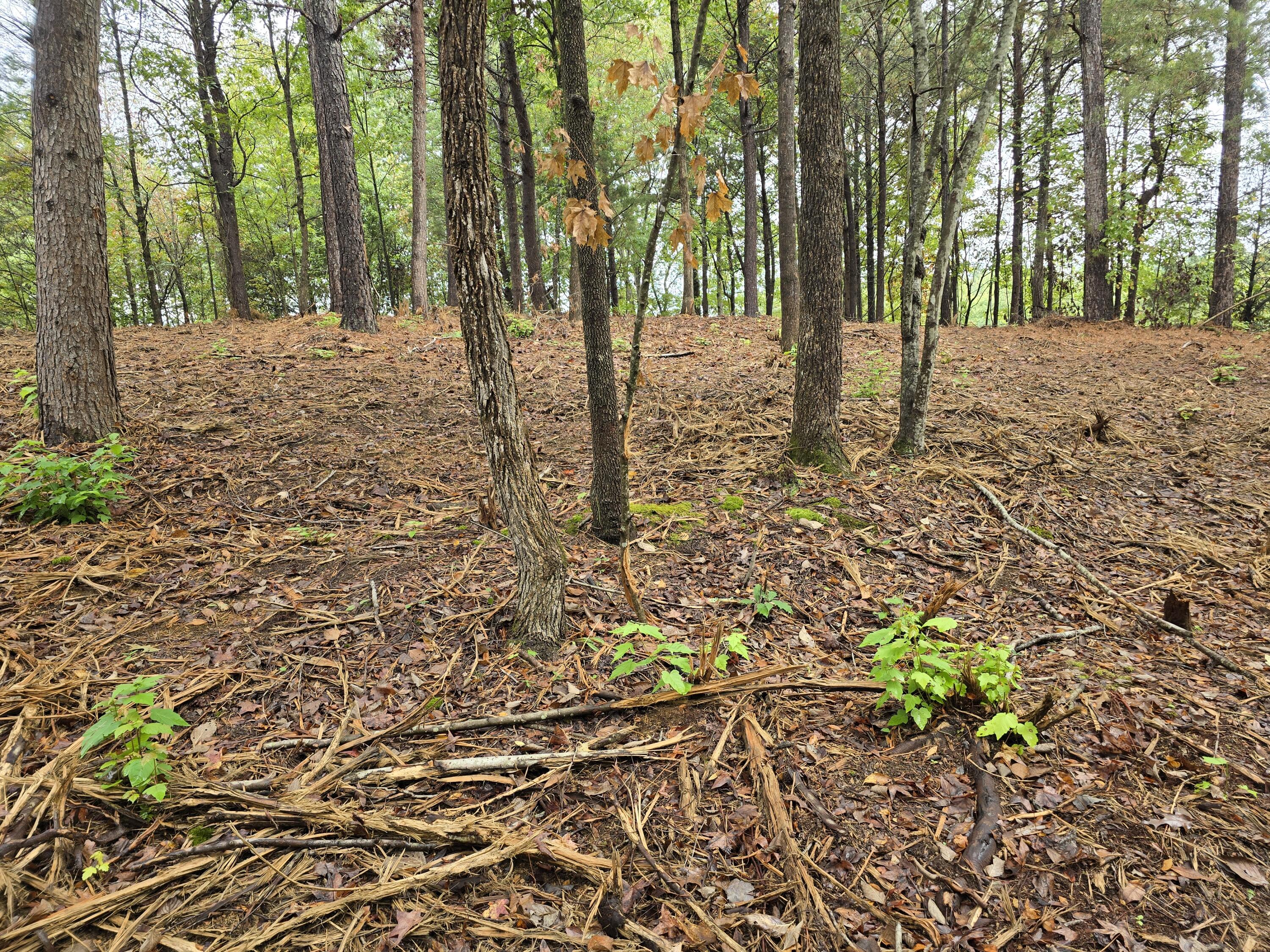0 Old Alabama Road Southwest McDonald, TN 37353 - Photo 19 of 19 1000022361