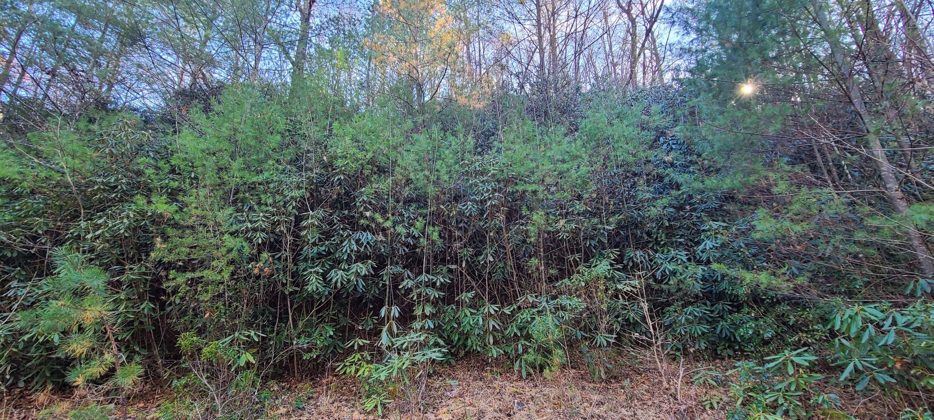 5.63-acres Gaelic Way, Unit 14 Erwin, TN 37650 - Photo 11 of 21 2