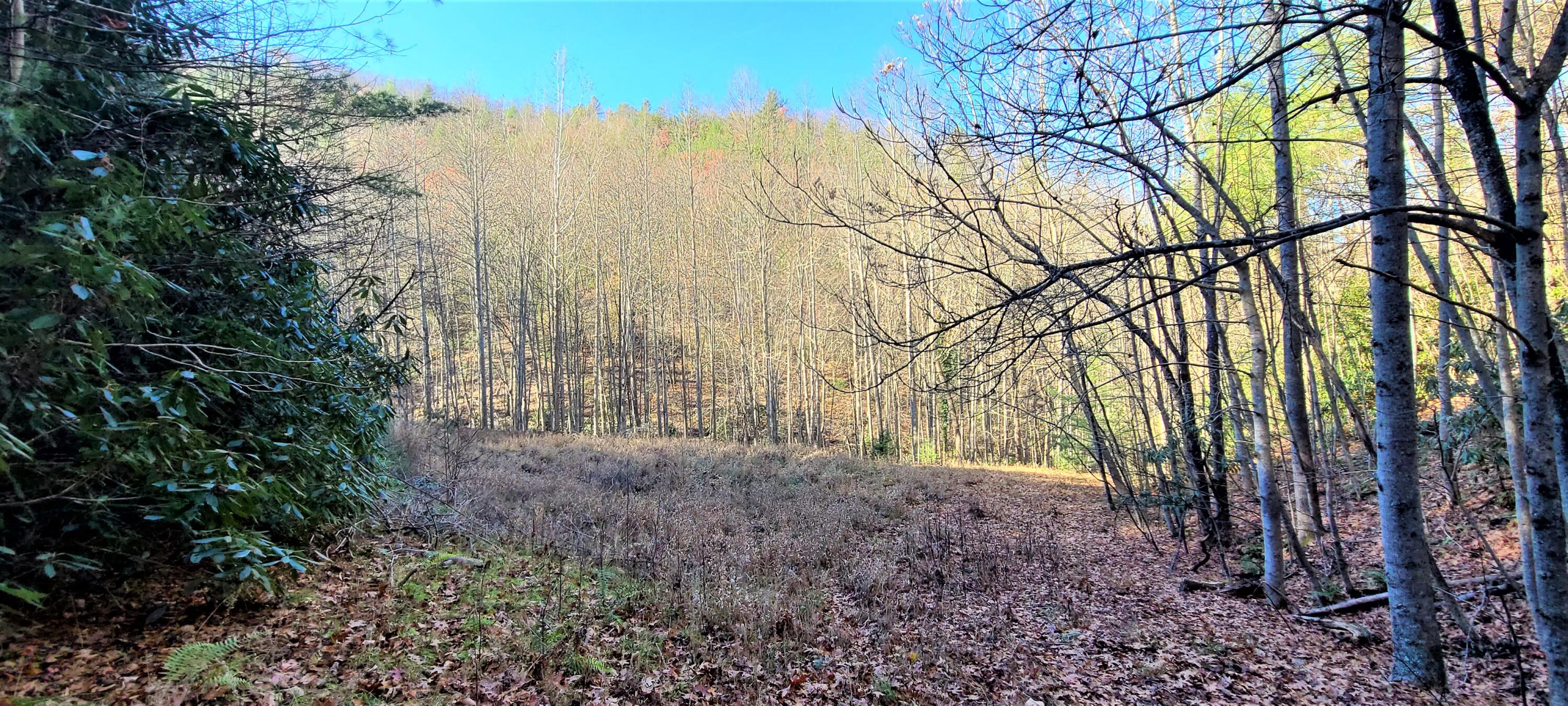 5.63-acres Gaelic Way, Unit 14 Erwin, TN 37650 - Photo 19 of 21 4