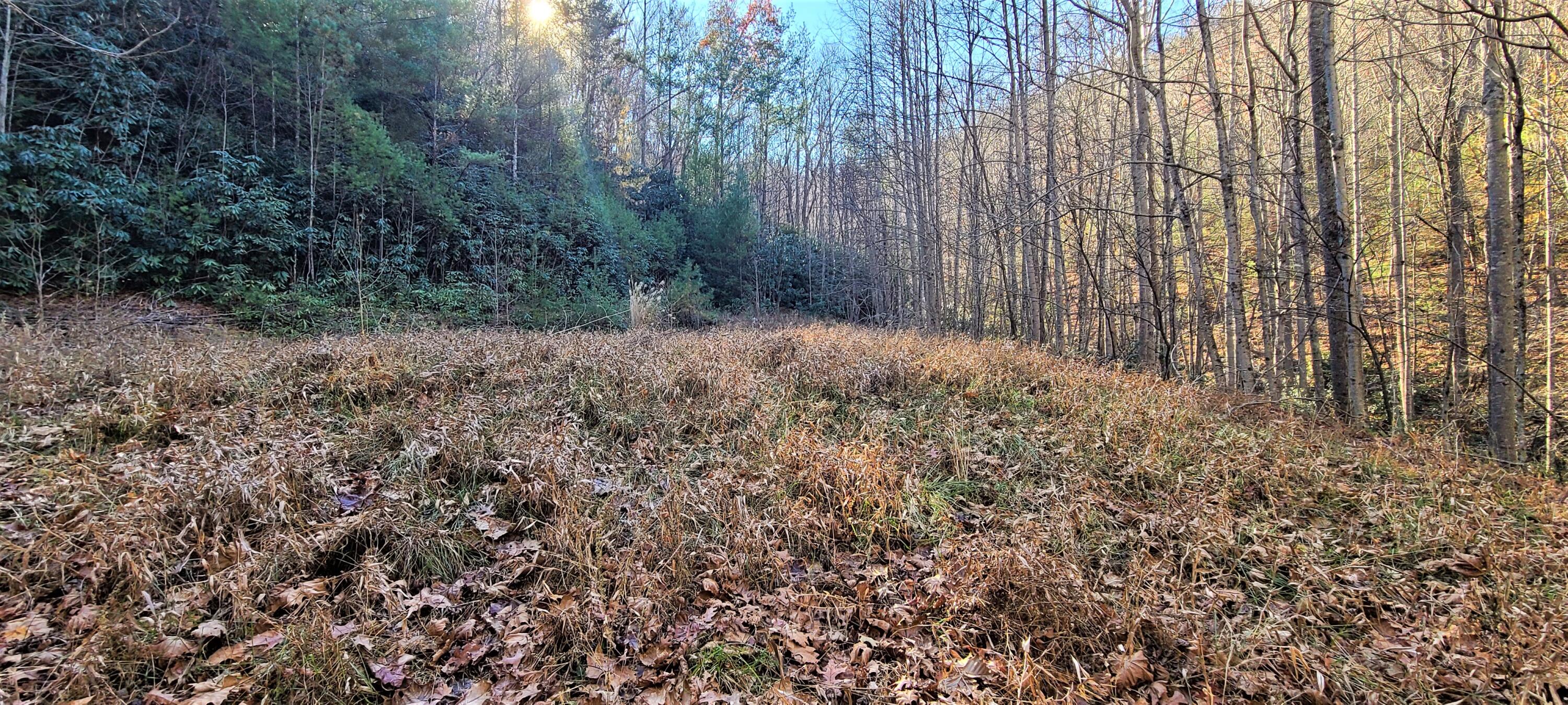 5.63-acres Gaelic Way, Unit 14 Erwin, TN 37650 - Photo 3 of 21 13
