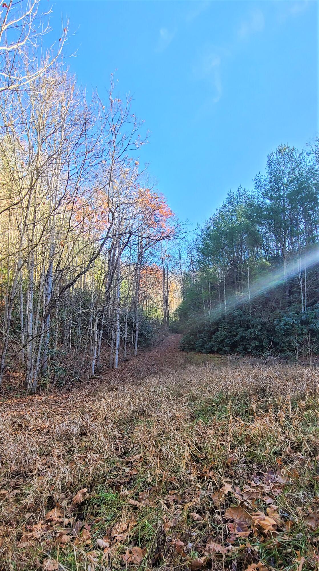 5.63-acres Gaelic Way, Unit 14 Erwin, TN 37650 - Photo 7 of 21 5