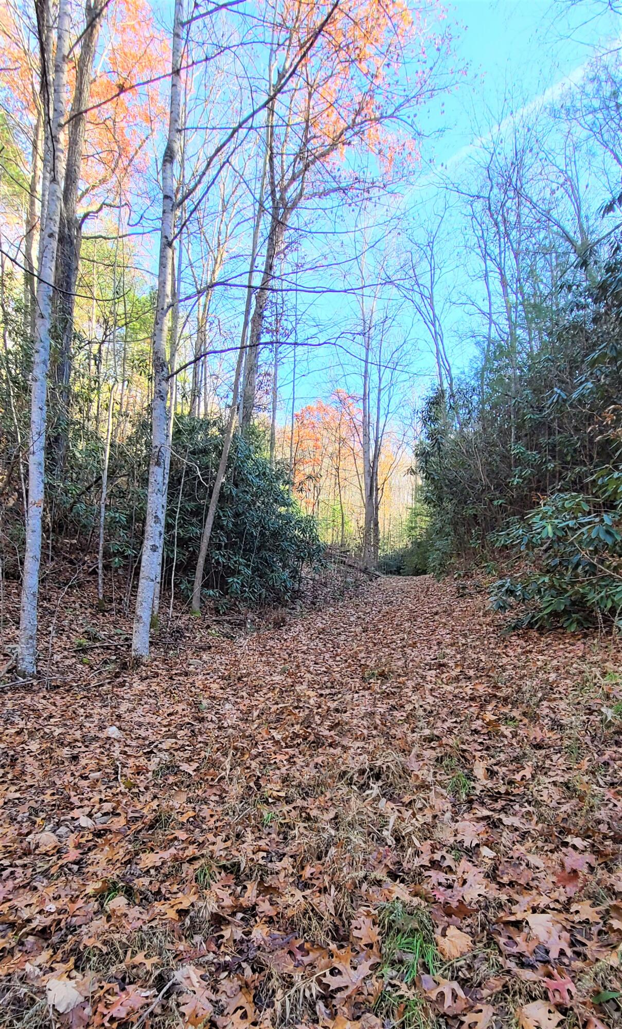 5.63-acres Gaelic Way, Unit 14 Erwin, TN 37650 - Photo 8 of 21 6
