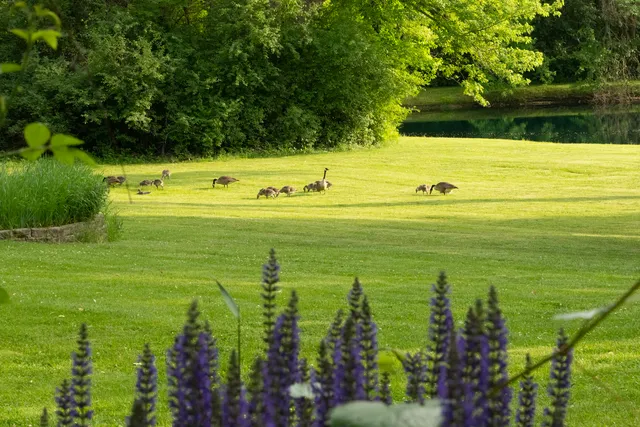a view of a lake with a yard and large trees