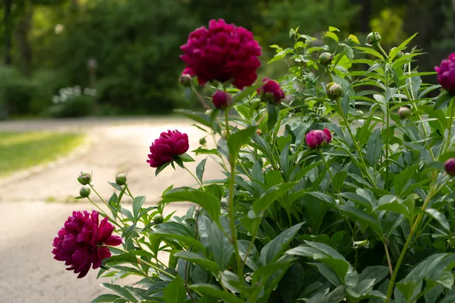 a view of park with trees