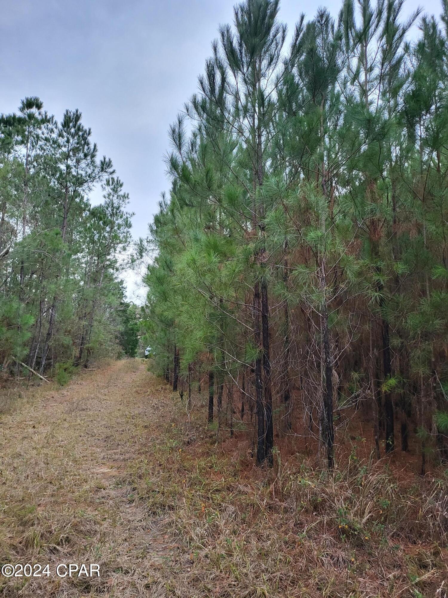 19265 Wrennie Moody Road Blountstown, FL 32424 - Photo 1 of 15