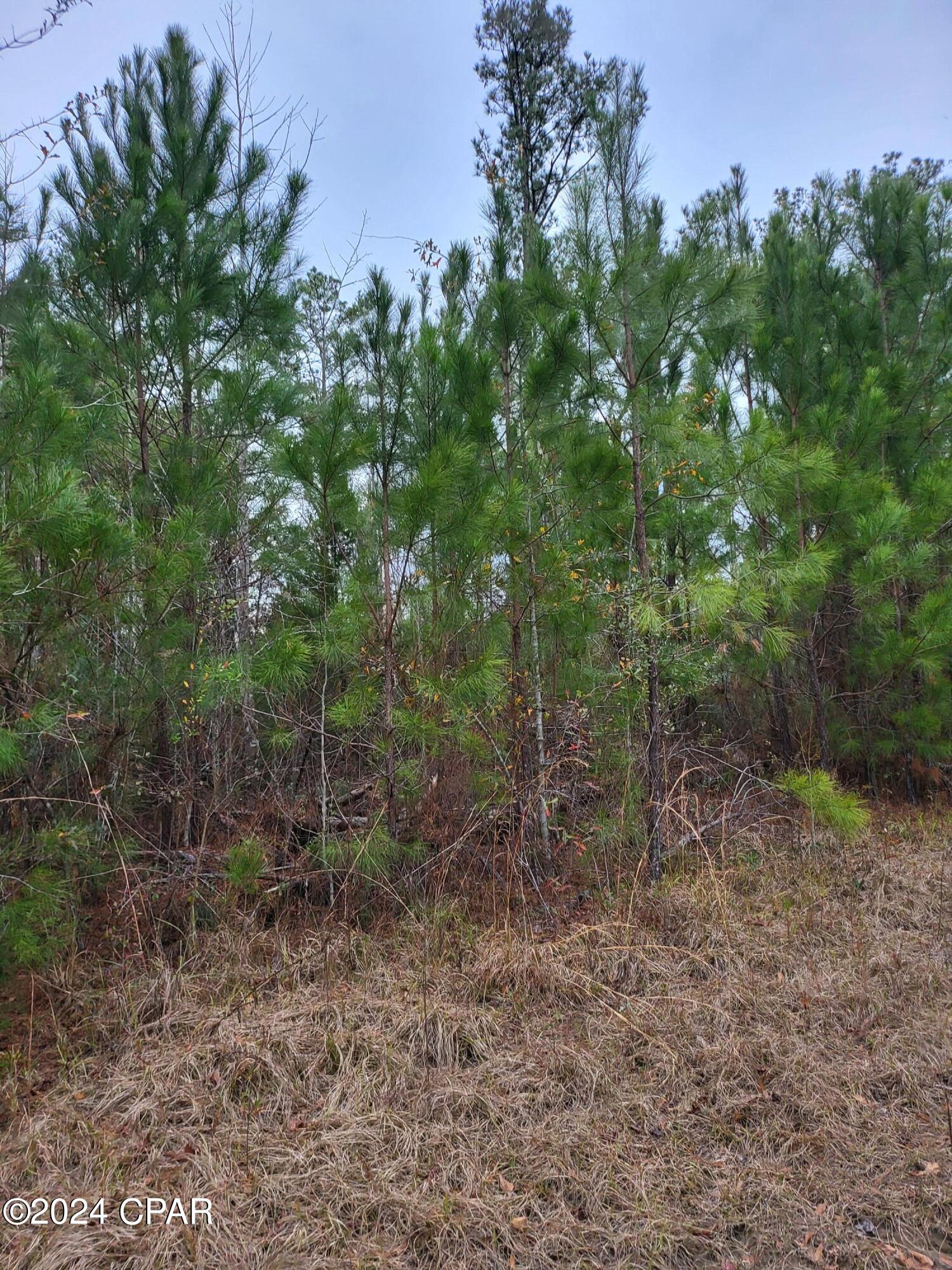 19265 Wrennie Moody Road Blountstown, FL 32424 - Photo 12 of 15