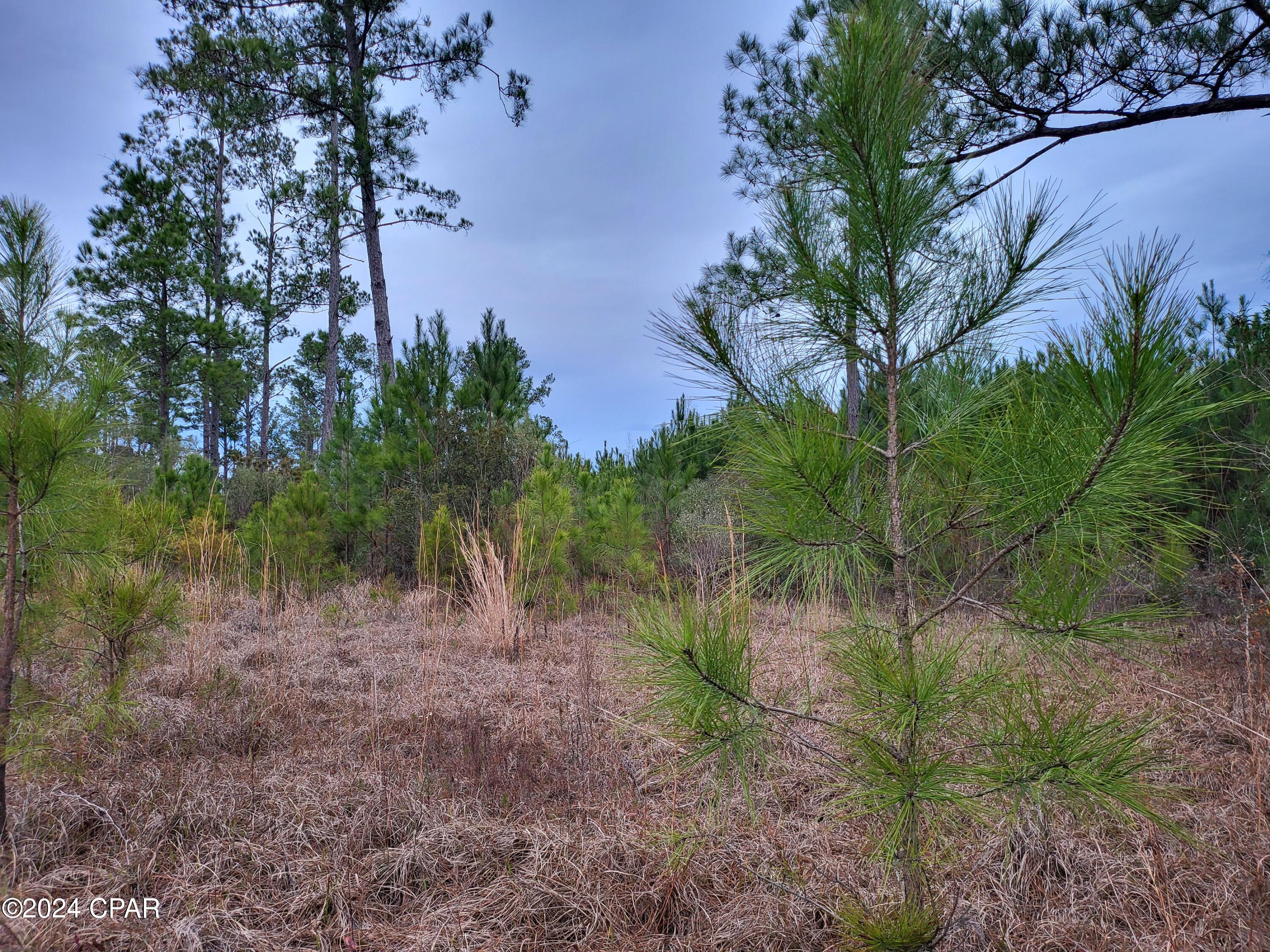 19265 Wrennie Moody Road Blountstown, FL 32424 - Photo 6 of 15